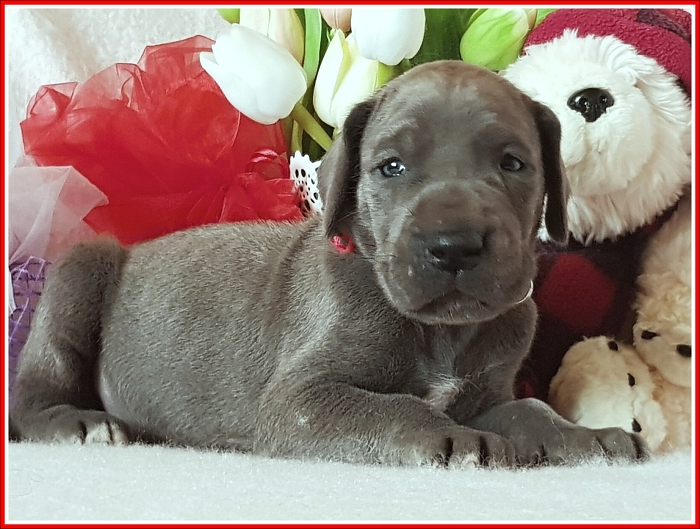 Litter Q - 3 weeks